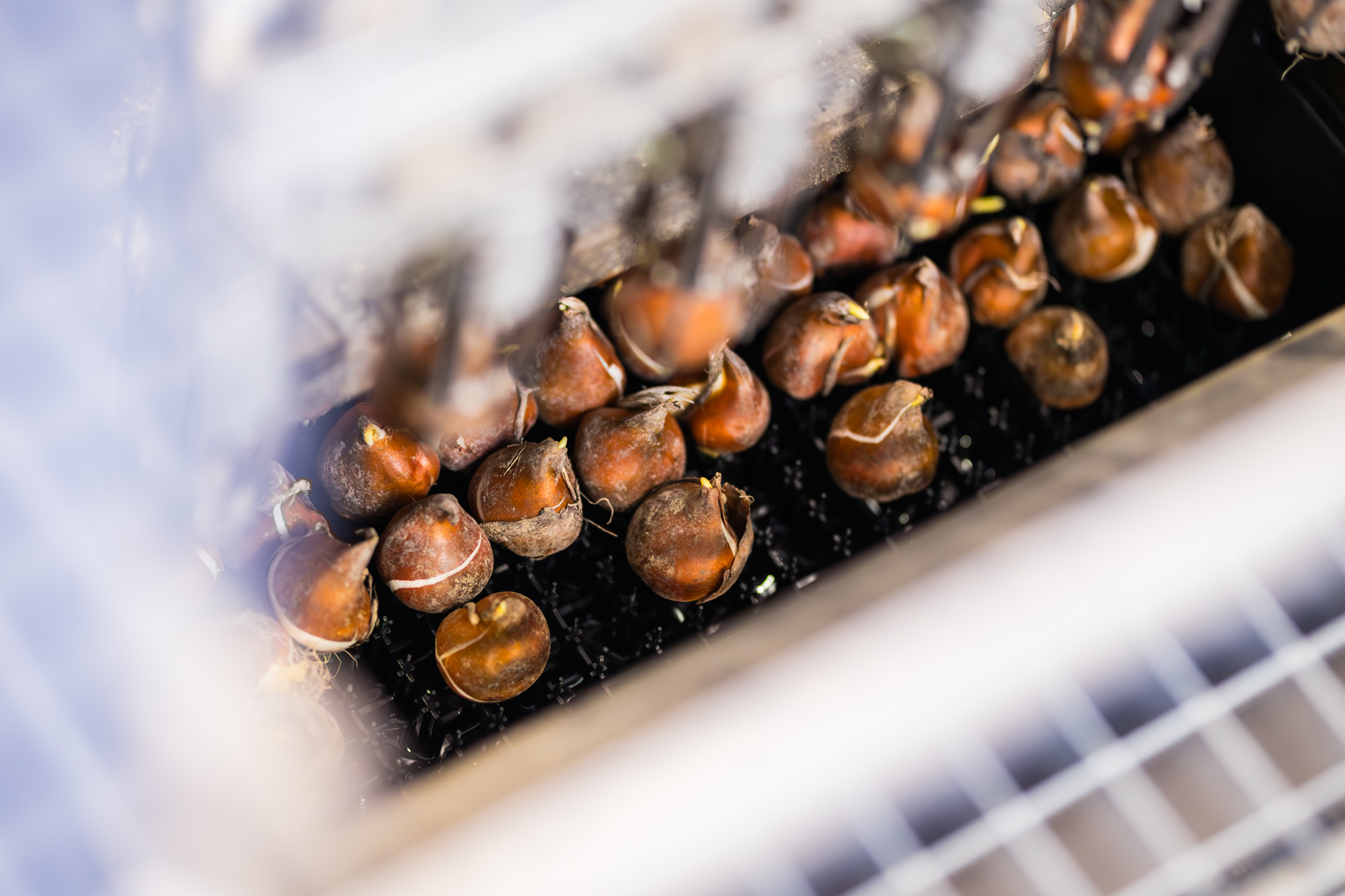 Tulip bulbs in crates at the tulip nursery Zwettulips.