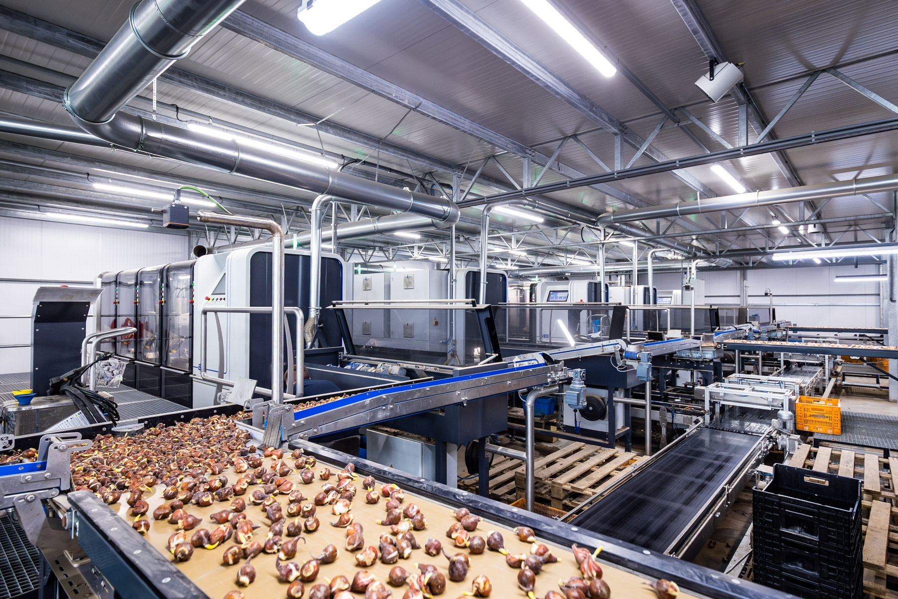 Tulip bulbs on the conveyor belt of the BulbPlanter during the crating process.