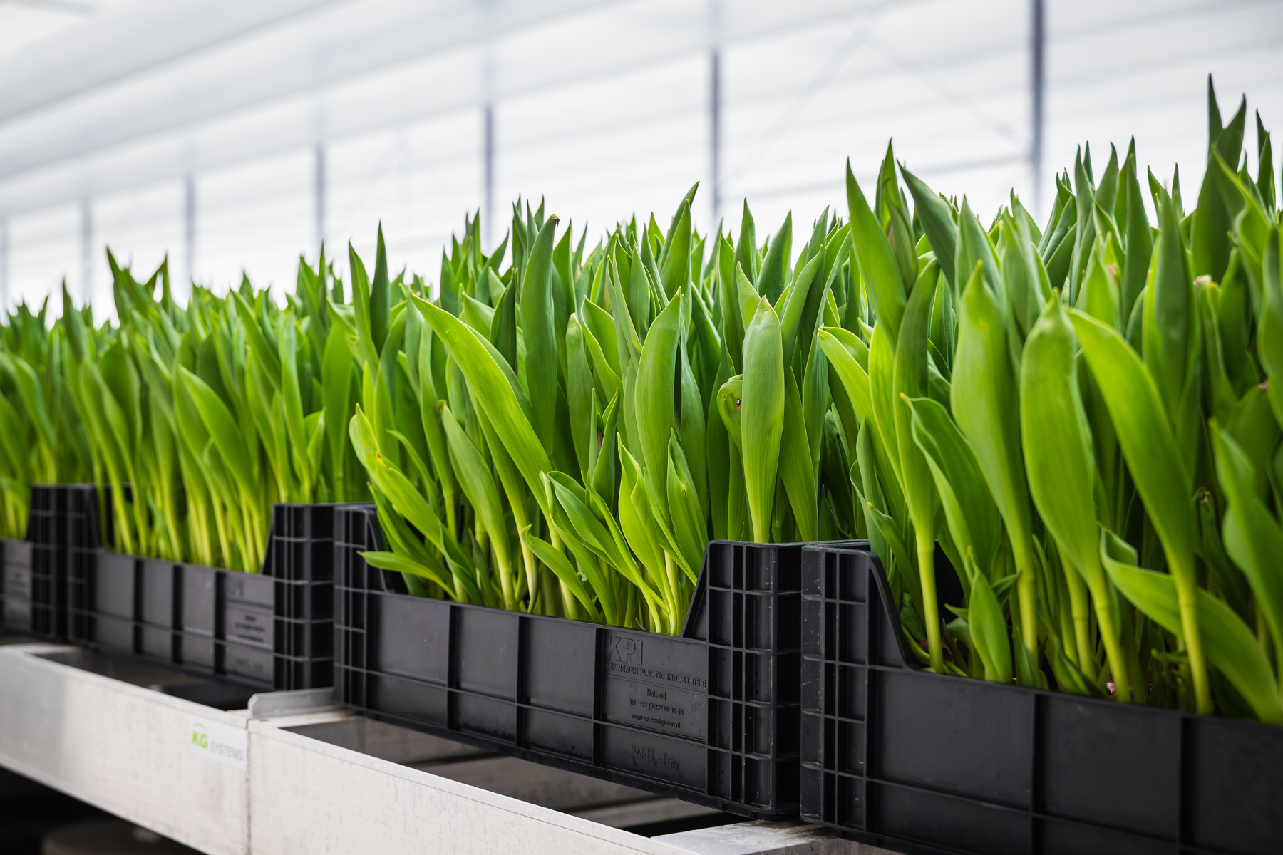 Tulips in crates at TTA-ISO's customer Zwettulips.