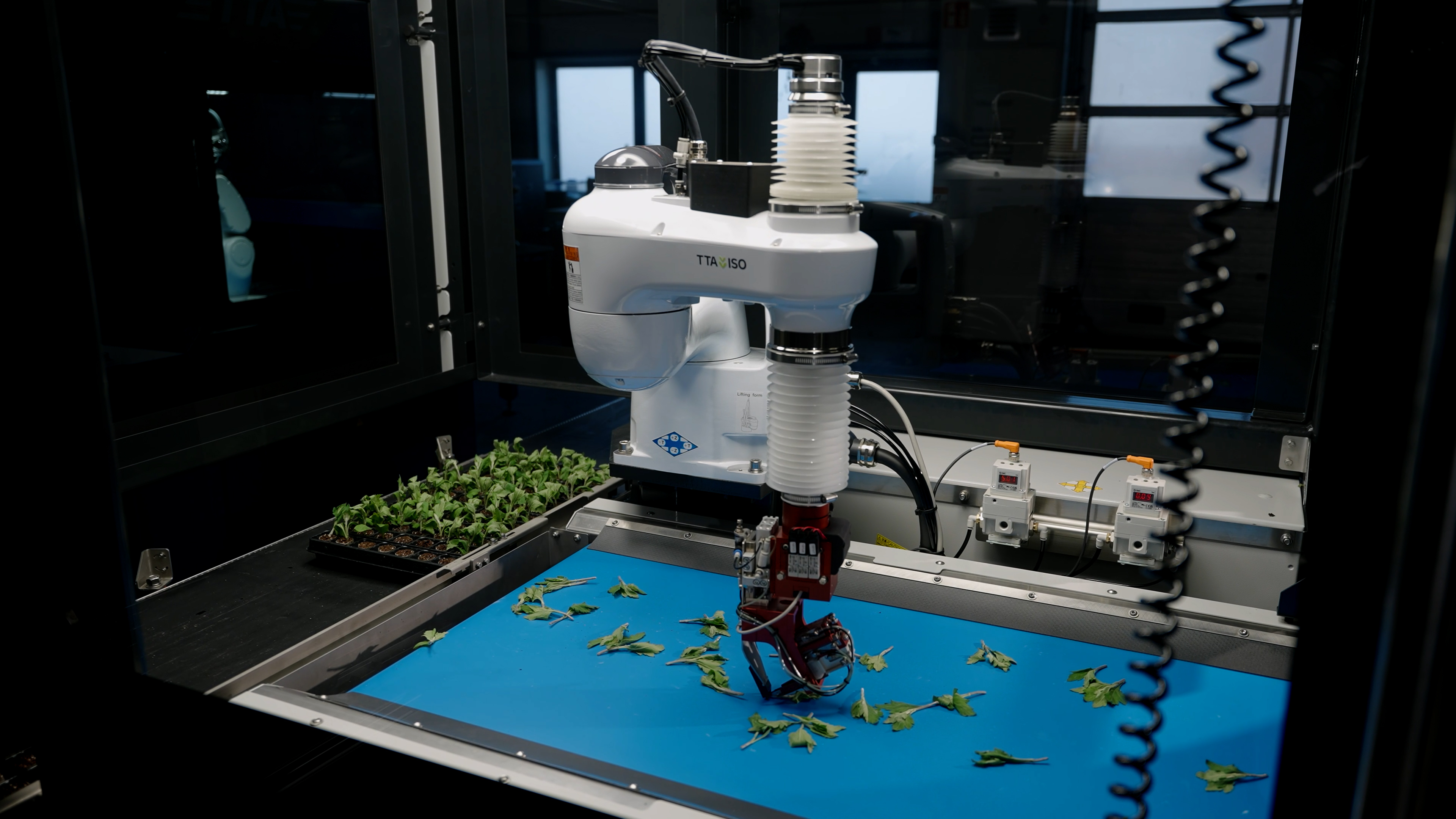 Robotic tilting gripper selecting a plant cutting from the conveyor belt in the TTA-ISO CuttingPlanter 2.0.