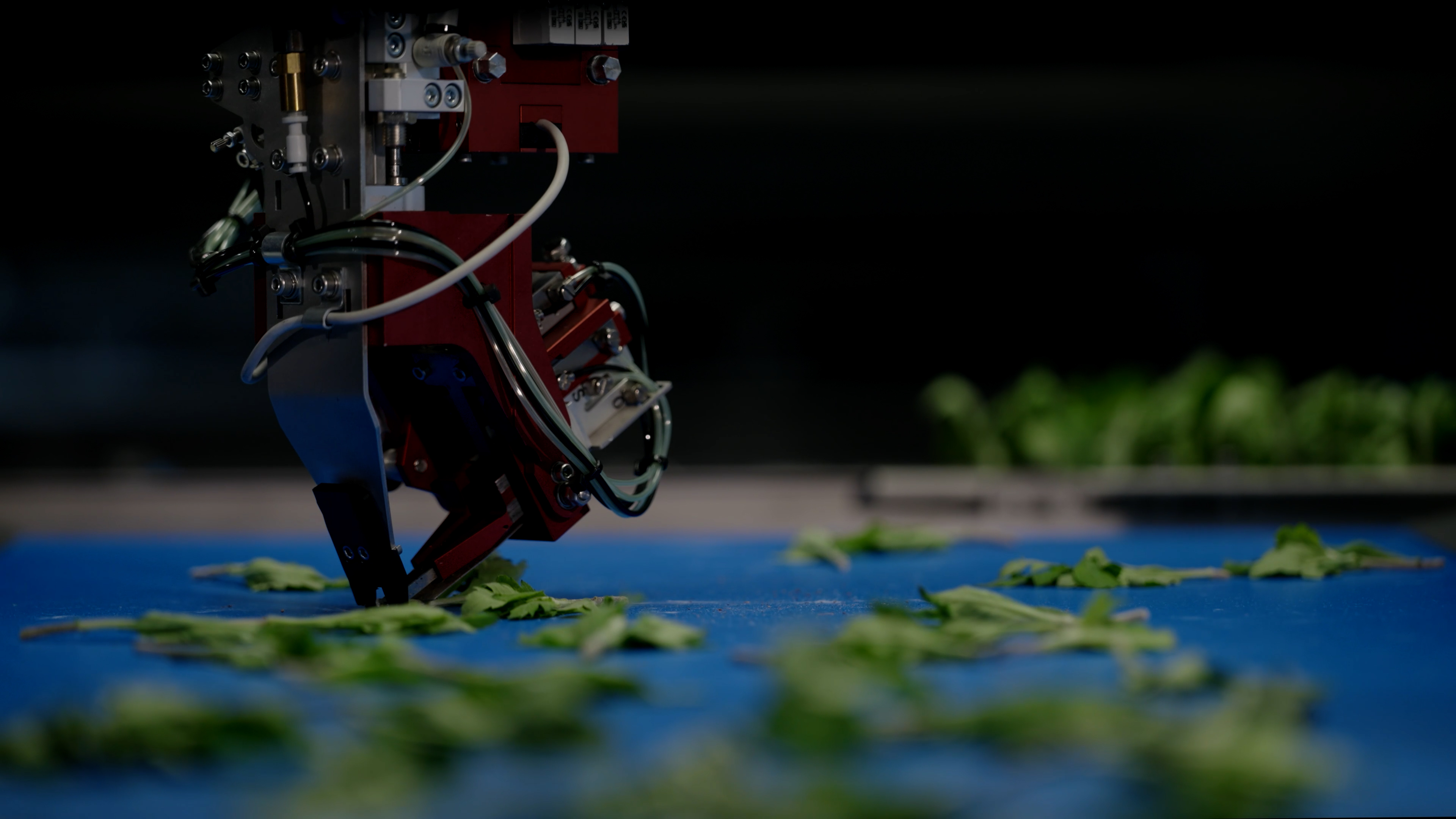 The TTA-ISO CuttingPlanter 2.0 gripper picking up a plant cutting from the conveyor belt.