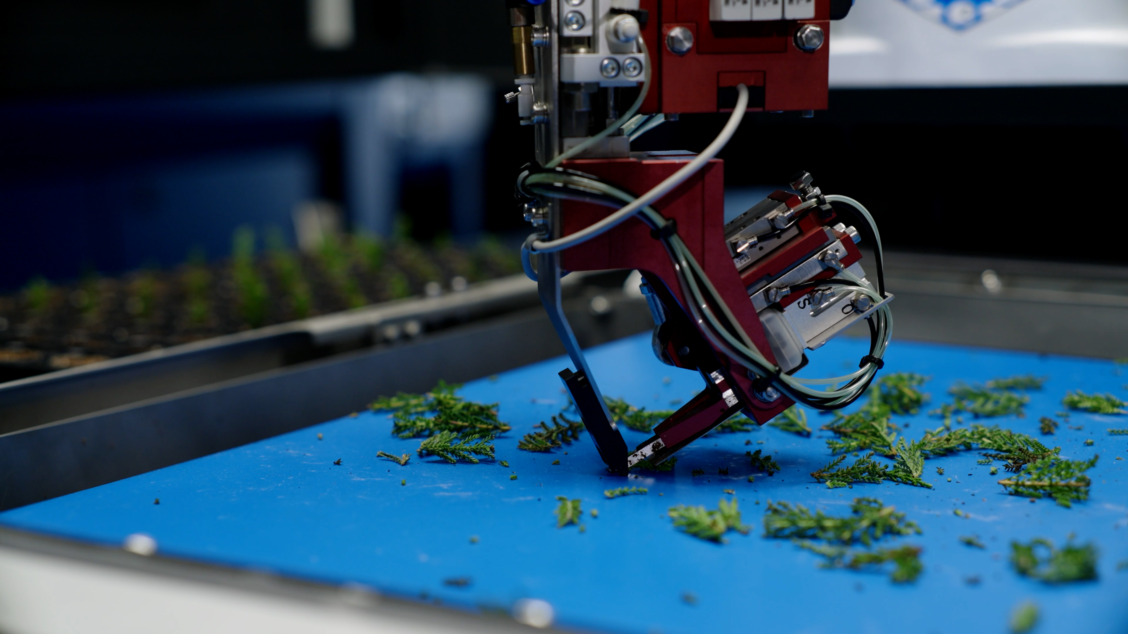 Plant cutting being lifted by the gripper of the TTA-ISO CuttingPlanter 2.0.