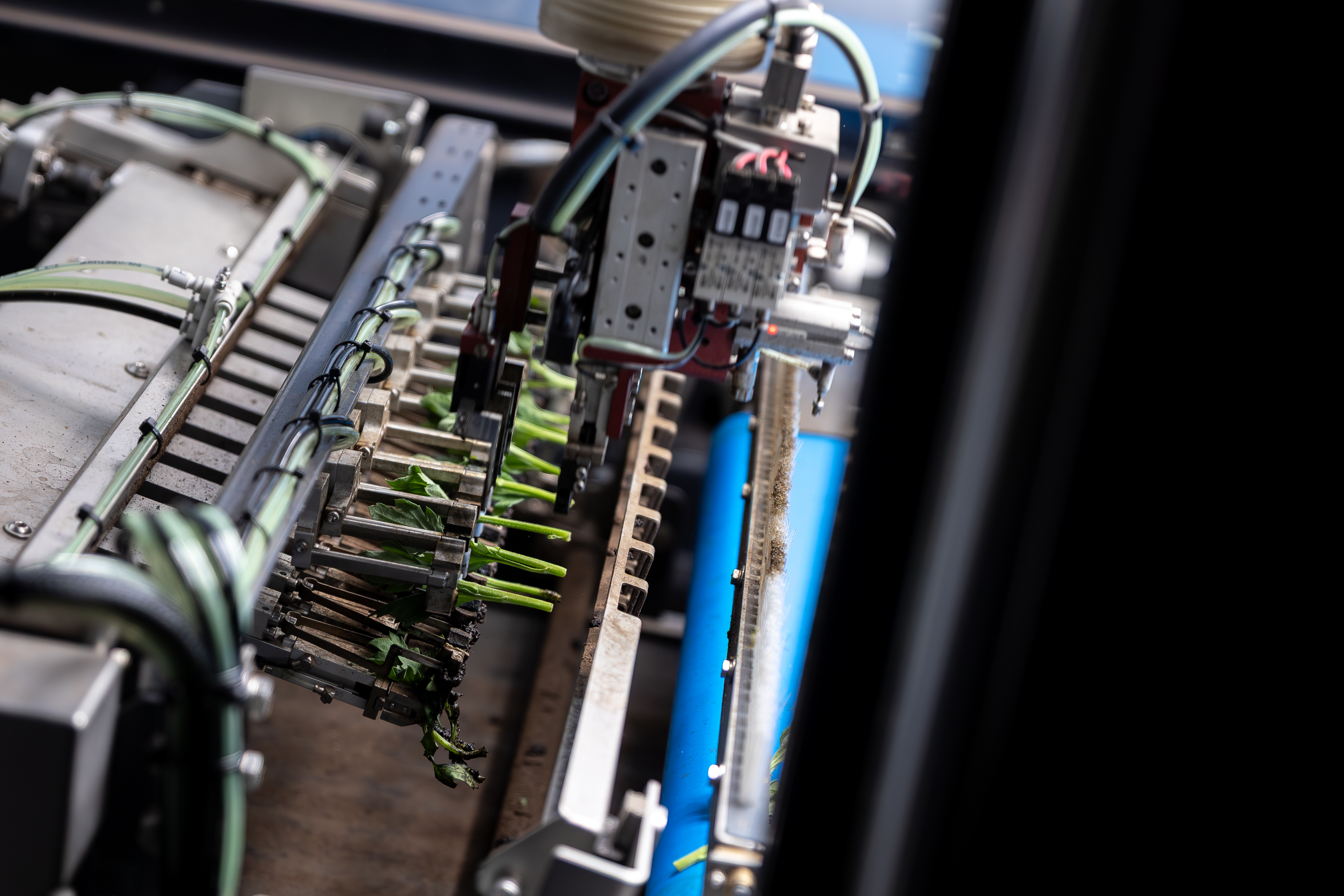 Robotic arm of the TTA-ISO CuttingPlanter Chrysanthemum placing a chrysanthemum cutting into the cutting bridge.