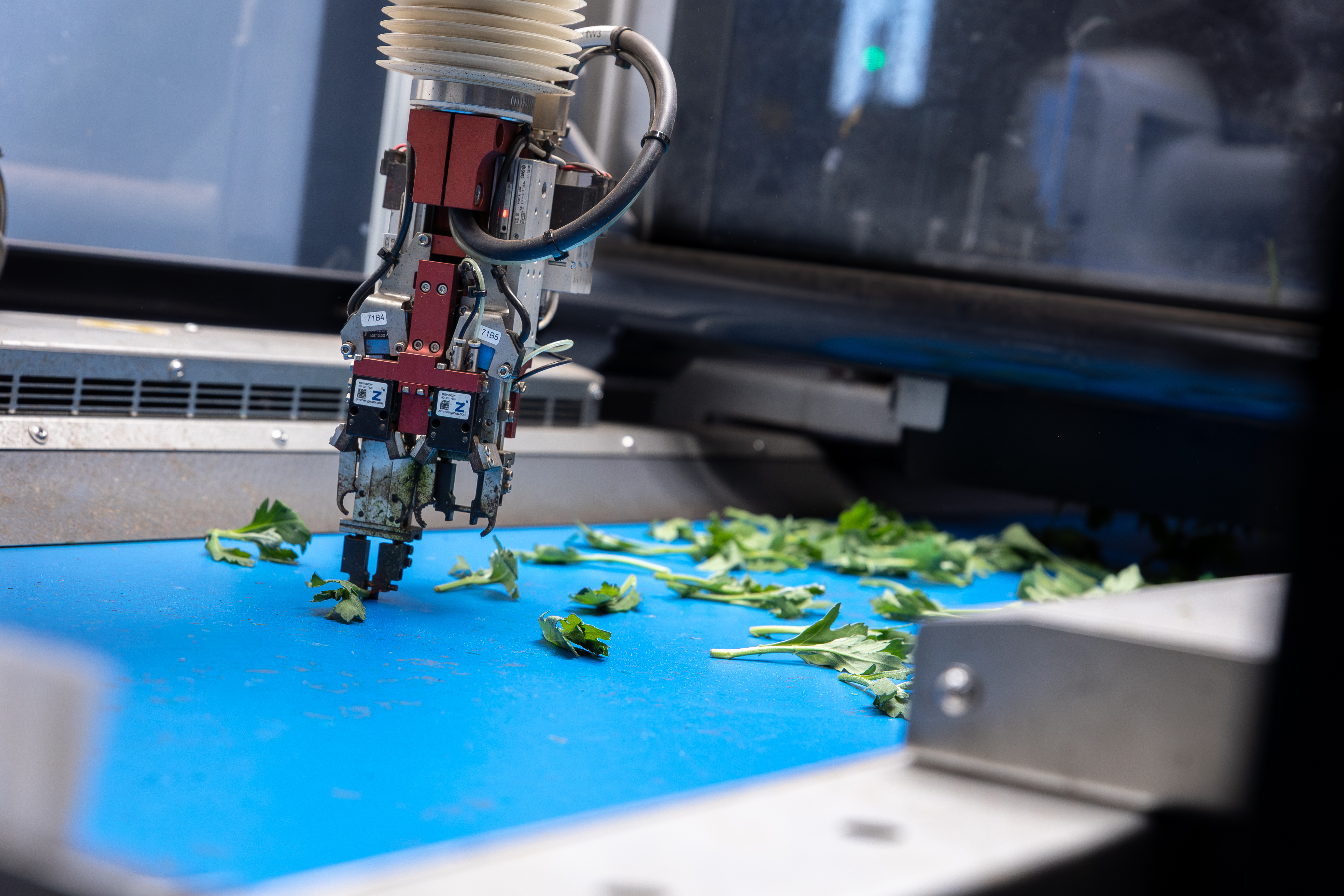 Gripper of the TTA-ISO CuttingPlanter Chrysanthemum picking up a chrysanthemum cutting from the conveyor belt.
