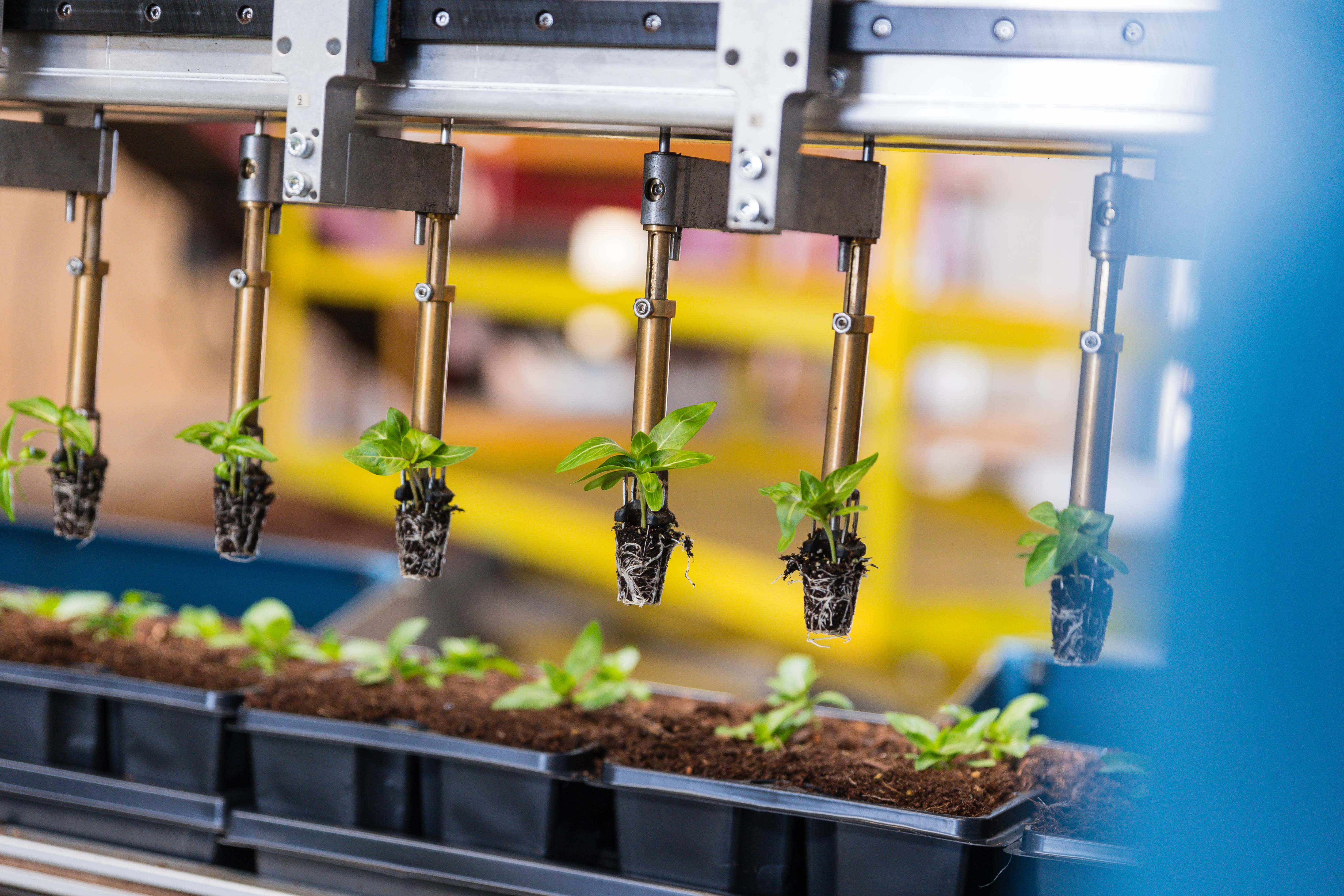 Robotic grippers positioning plant plugs for placement into trays in the TTA-ISO PackPlanter-S.
