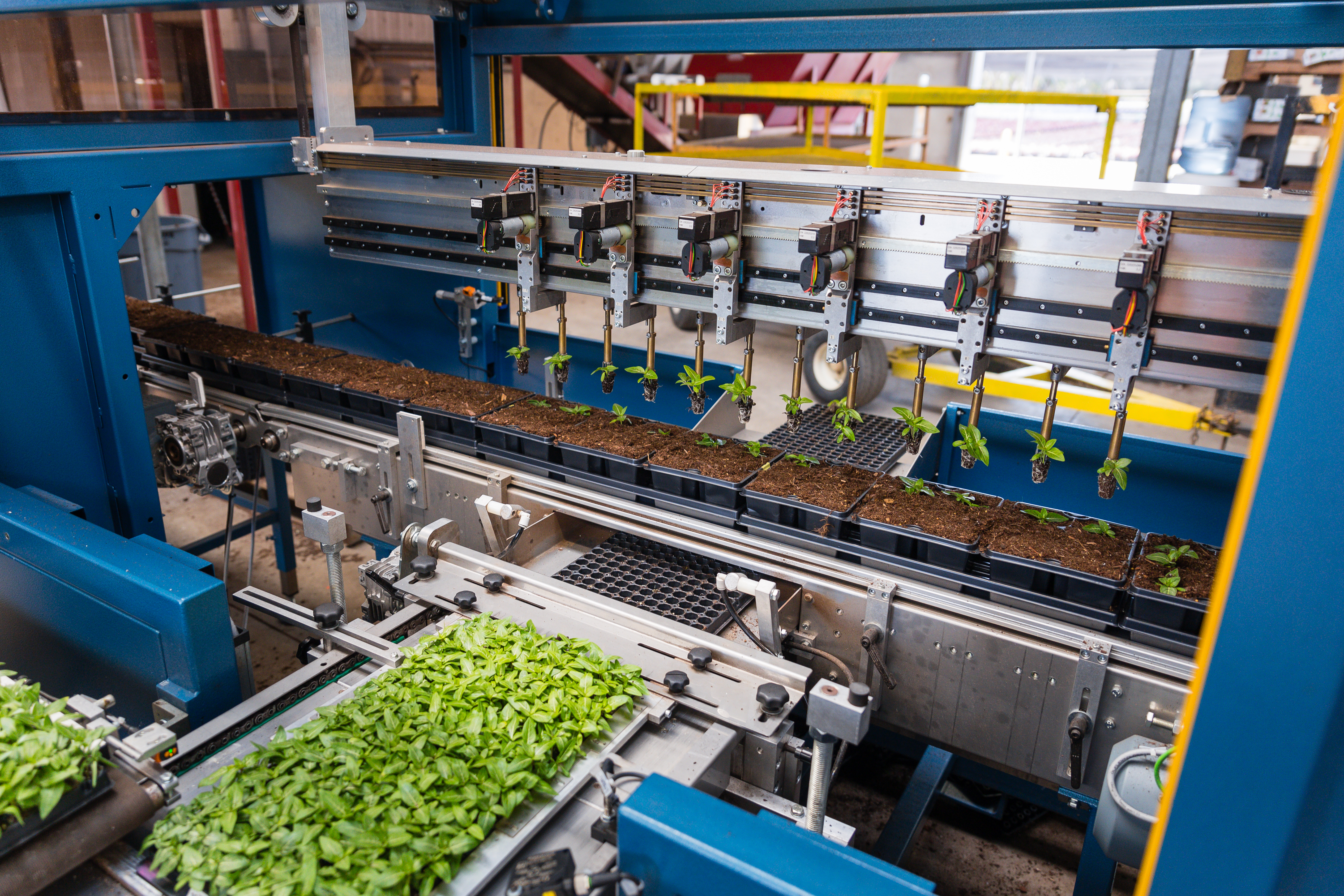 Plant plugs securely held by the robotic grippers of the TTA-ISO PackPlanter-S before transplanting.