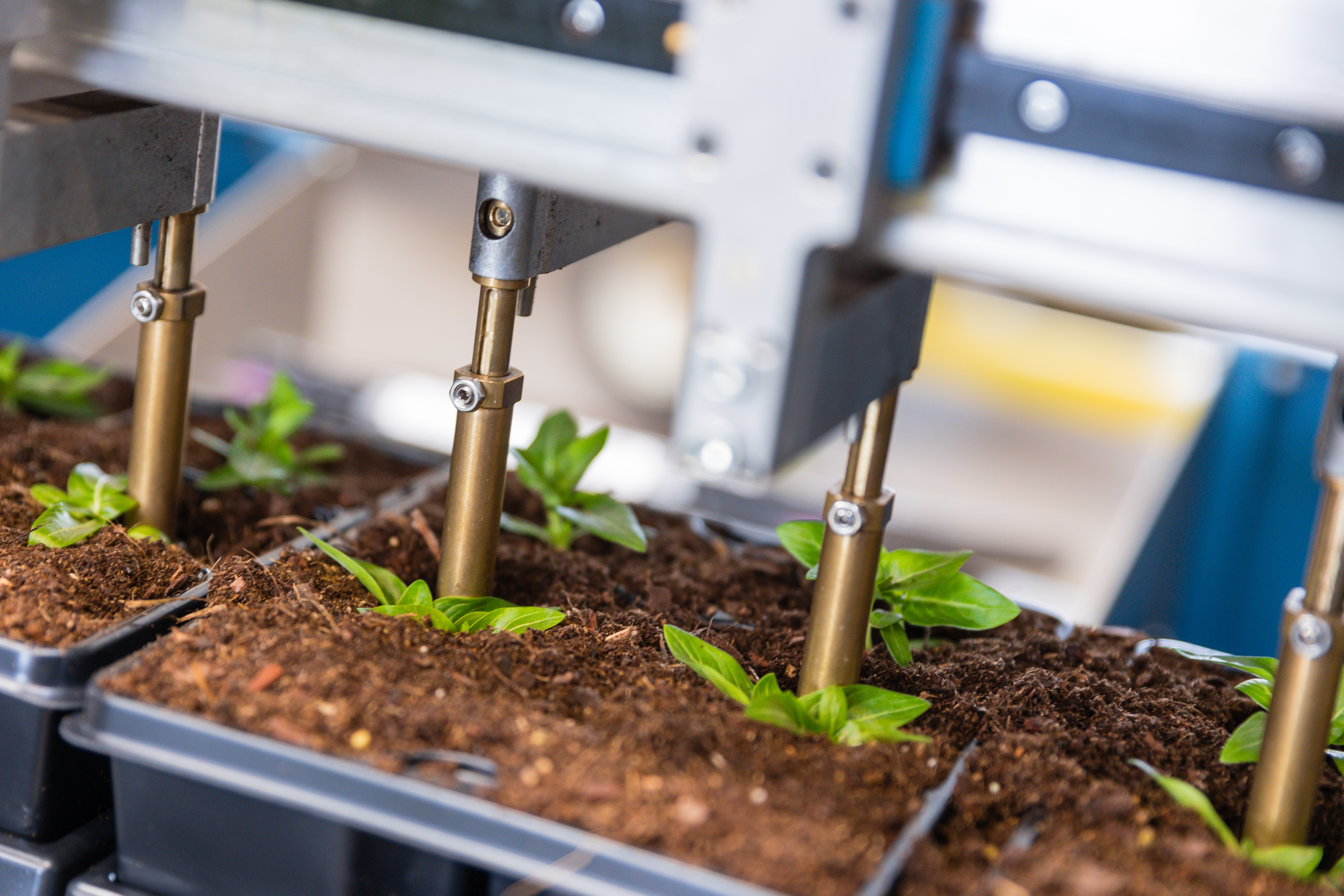 Plant plugs being placed into trays by the robotic grippers of the TTA-ISO PackPlanter-S.