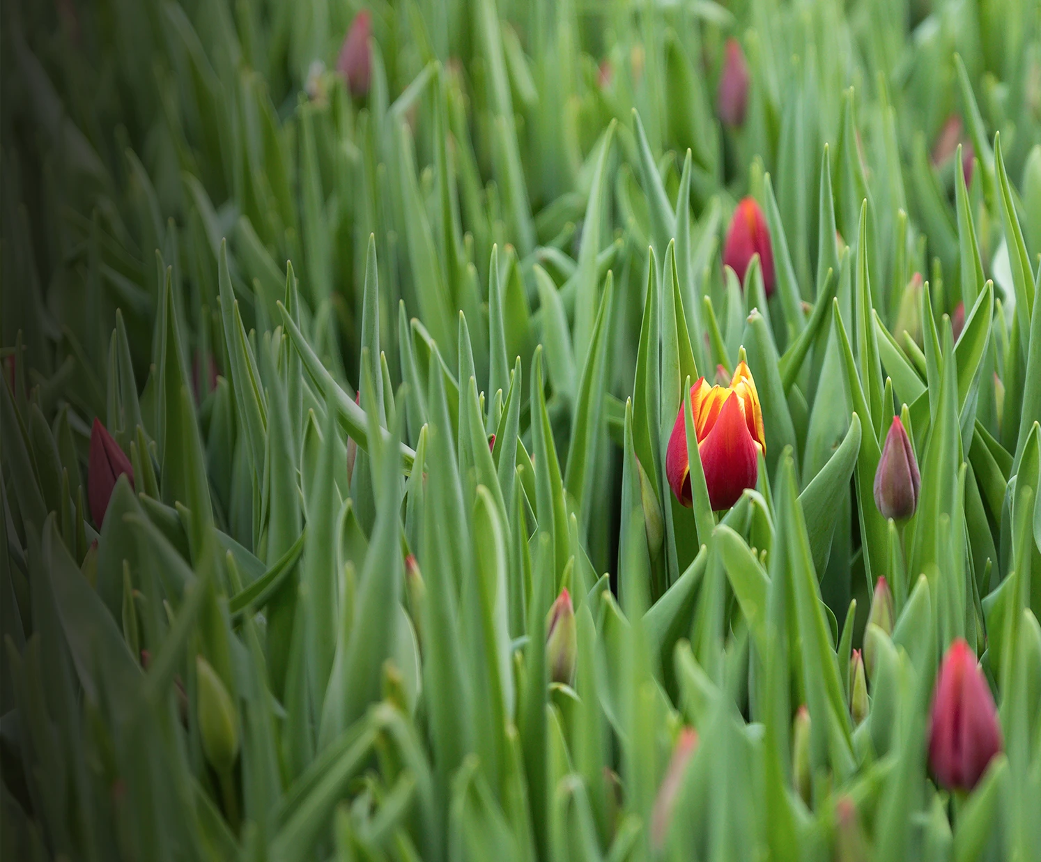 Bulbs and cut flowers