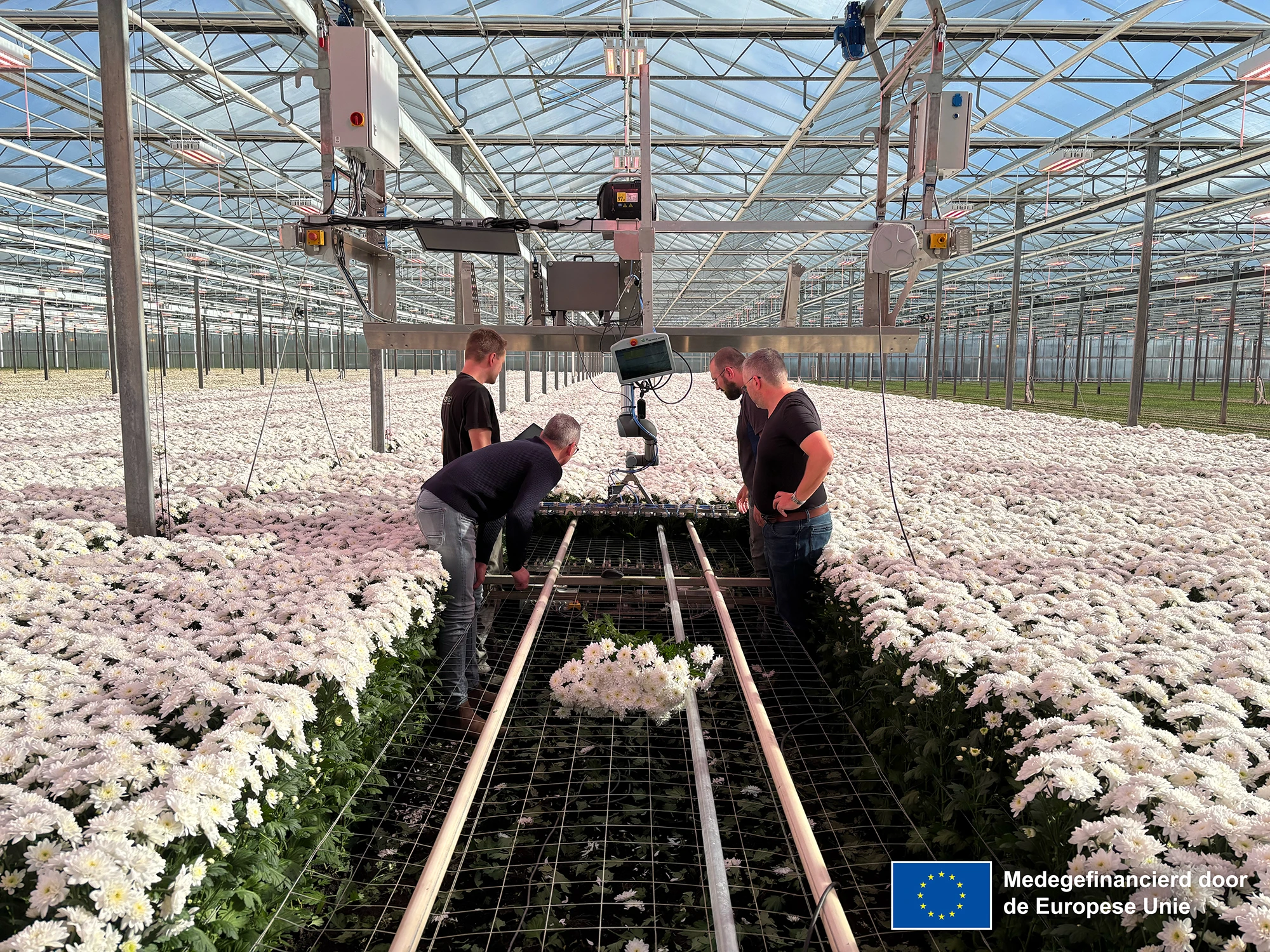 HVC — Harvester Chrysanthemum