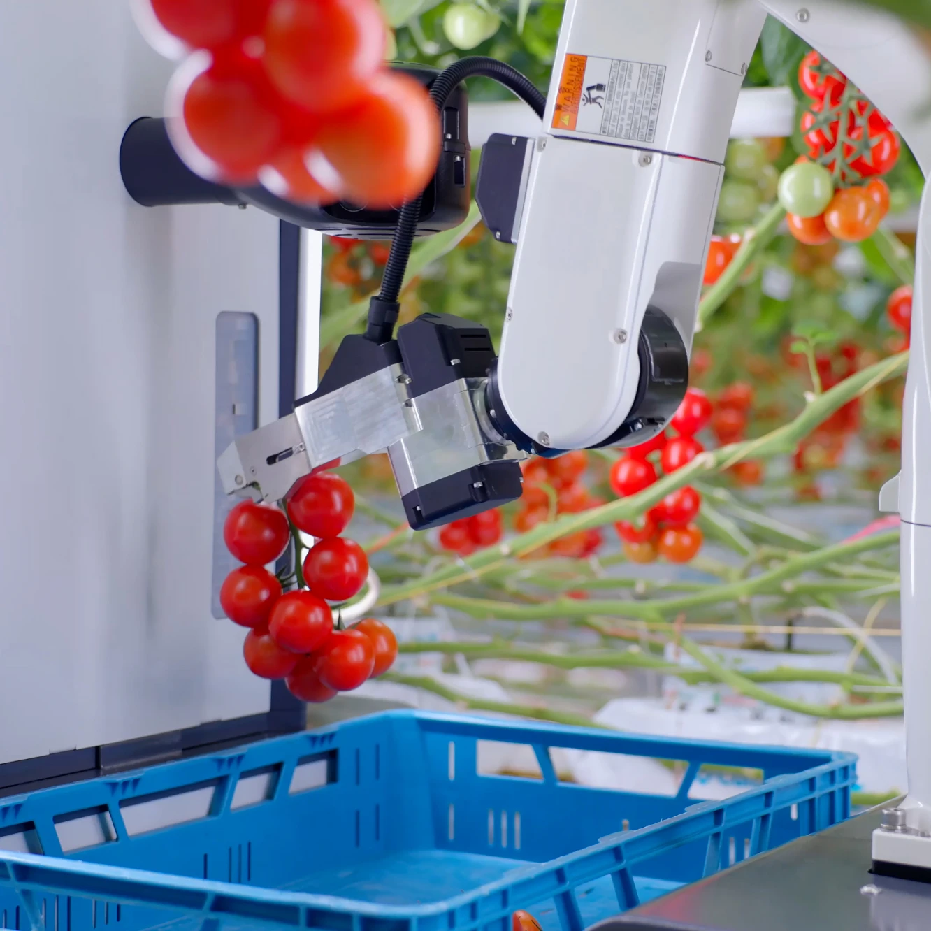 The tomato harvesting robot HarvAI of TTA-ISO picking up tomato stems.